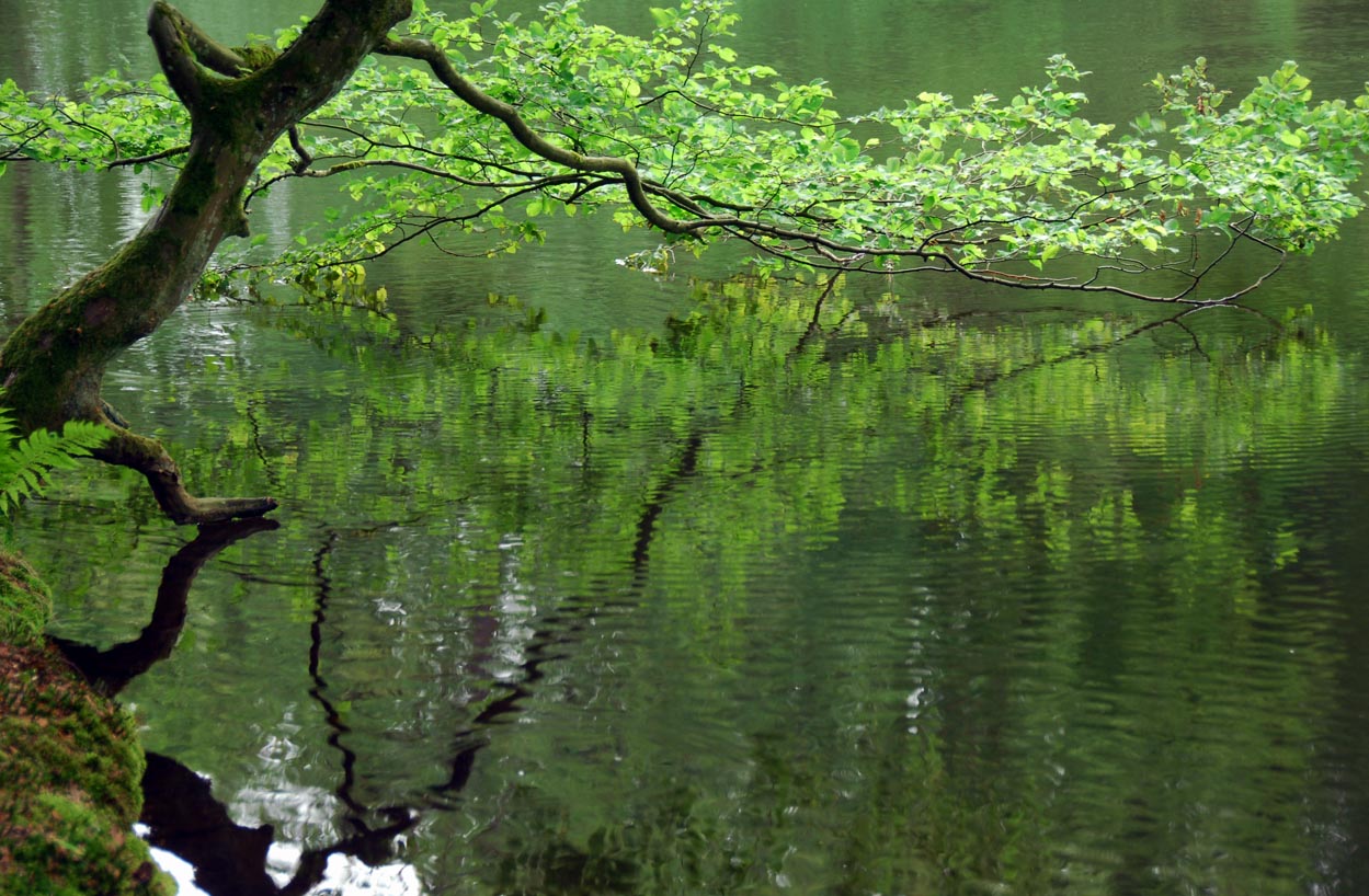 Photo d'un arbre au bord de l'eau - on voit son reflet dans l'eau