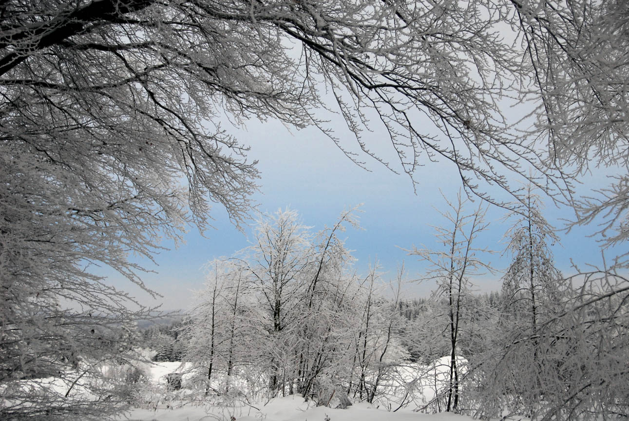 Photo d'arbre sous la neige - décembre 2017