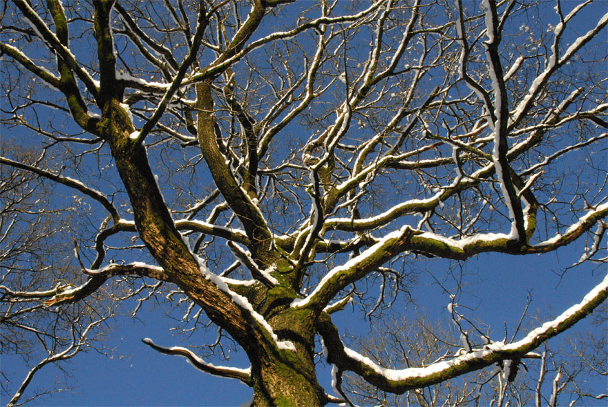 Photo d'un arbre à Huqueny - janvier 2016