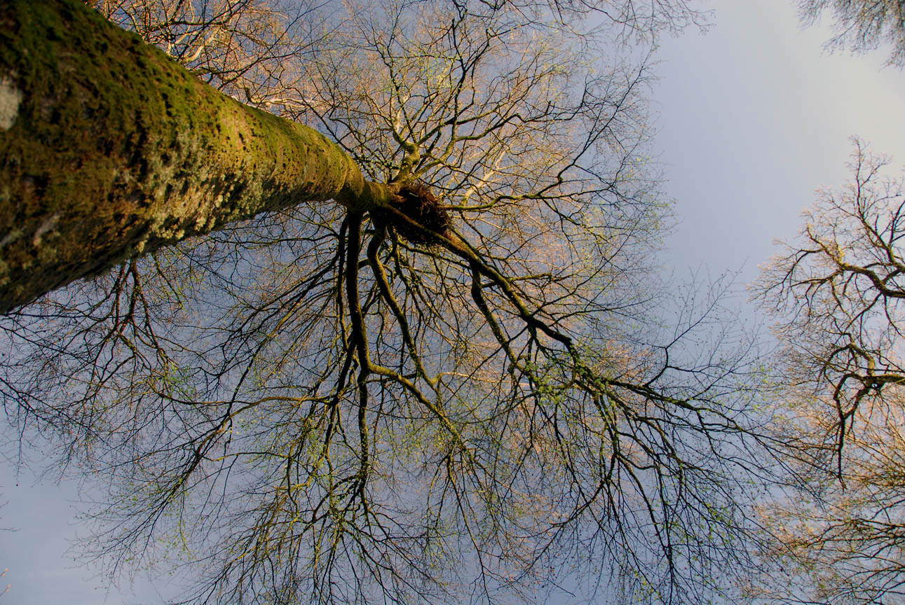 Photo d'un arbre en feuillaison