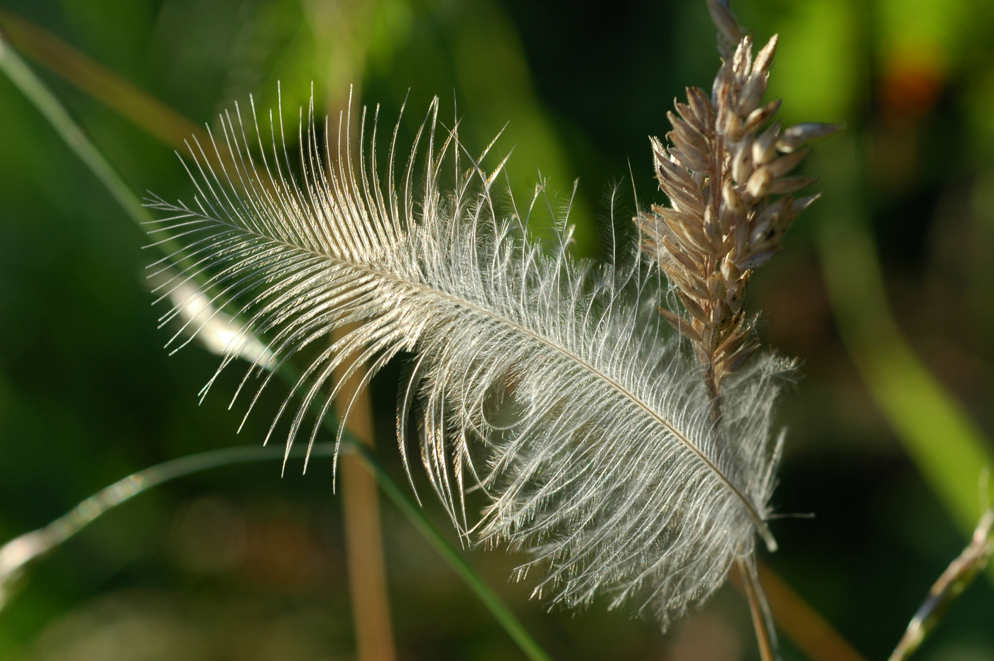 Photo d'une hampe floral en forme de plume - septembre 2019