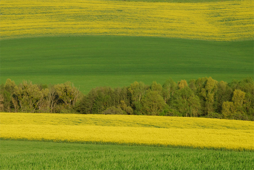 Photo de champs en fleurs - mai 2016