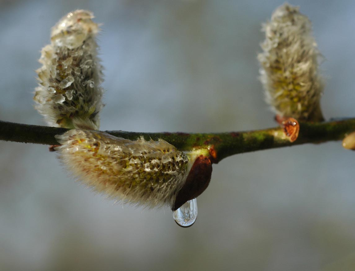 Photo de trois bourgeons sur une branche d'arbre