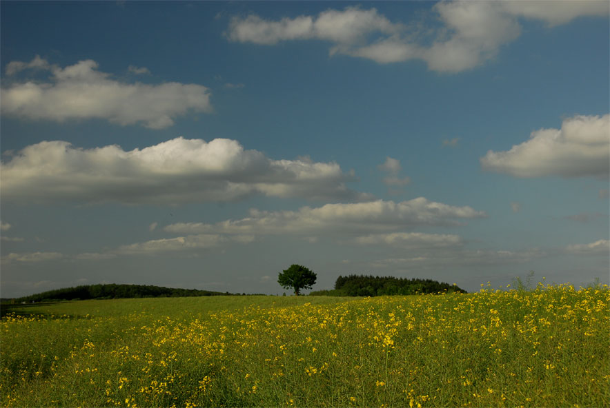 Photo d'un champ en fleur