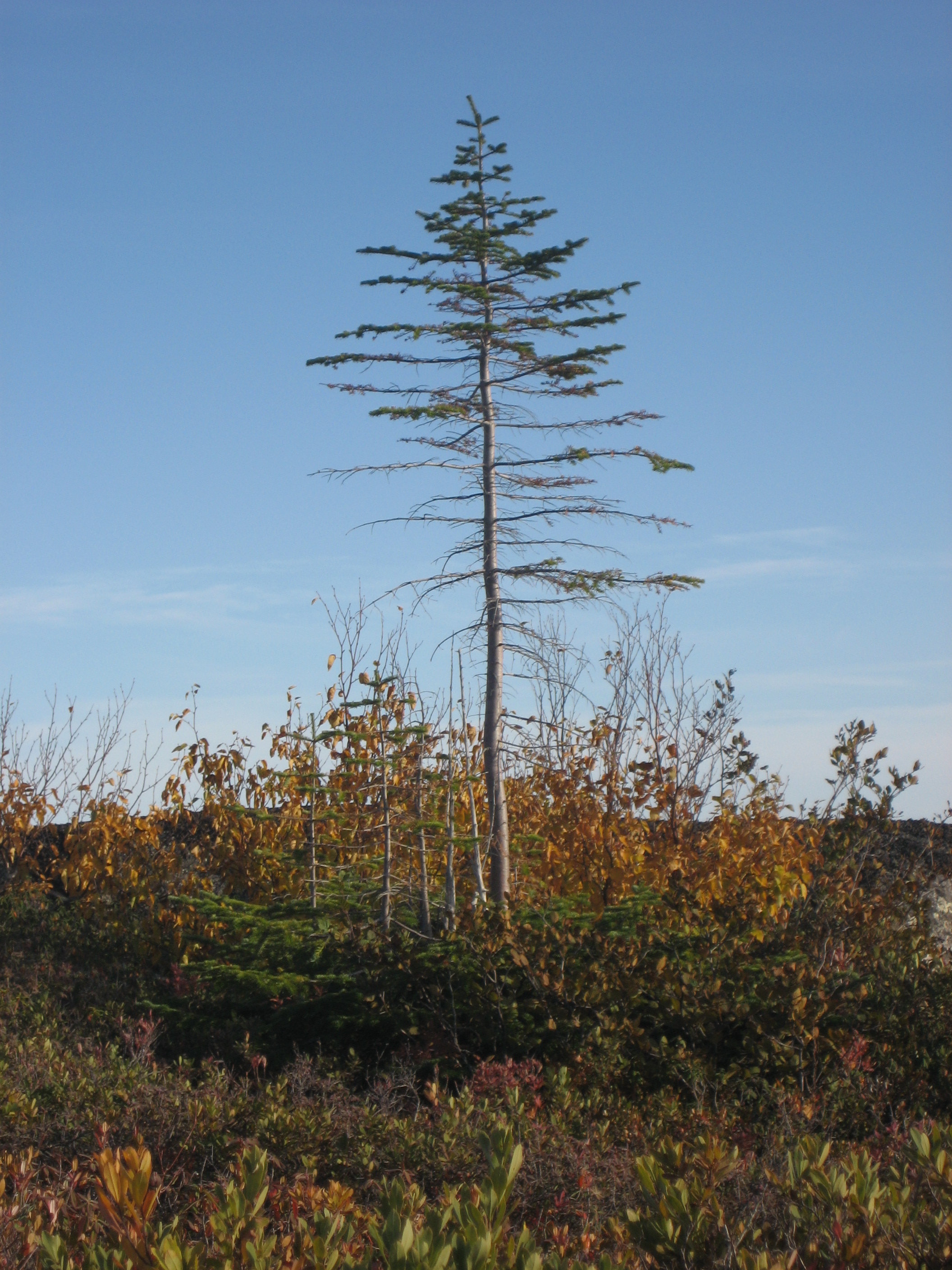 Photo d'un conifère en automne