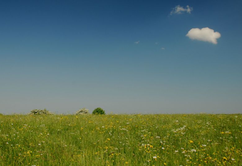 Photo d'une prairie et d'un ciel bleu