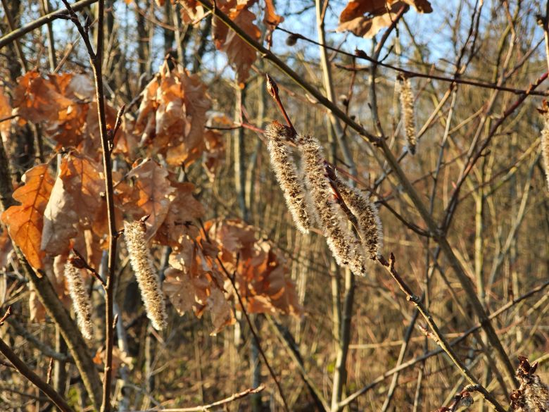 Photo des ingrédients nécessaires à la fabrication du savon